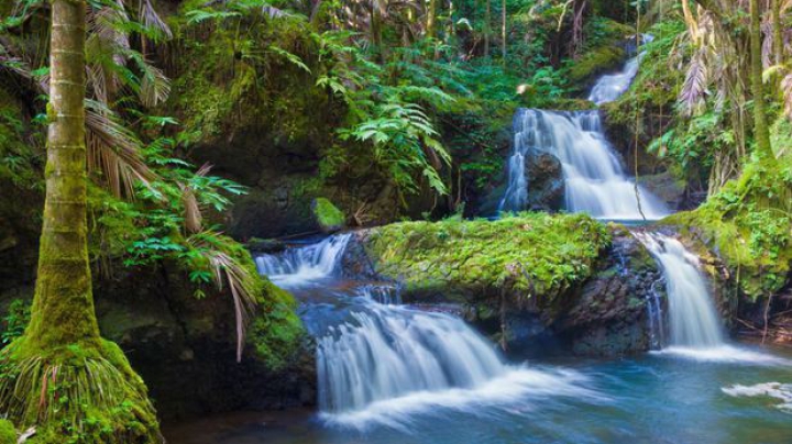 ALARMANT! Dispariţia pădurilor tropicale poate duce la apariţia unei boli înfiorătoare