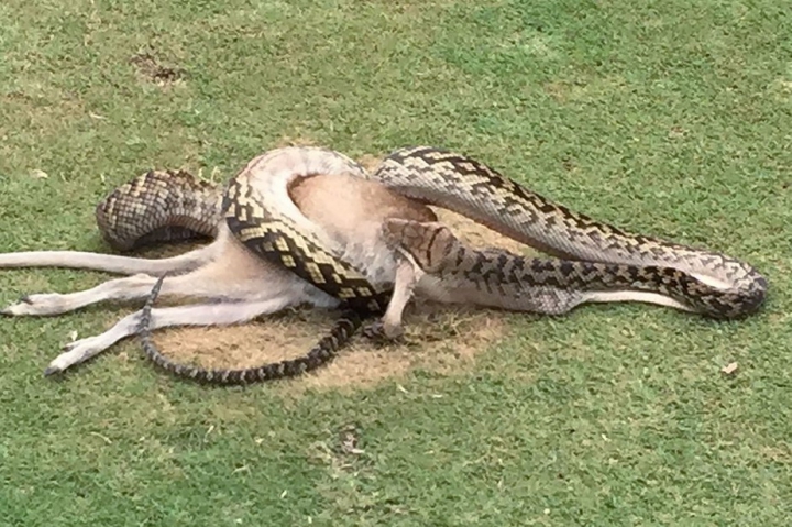 SCENE ORIBILE pe un teren de golf, după apariţia unui PITON URIAŞ! E TERIFIANT ce a urmat (FOTO/VIDEO)