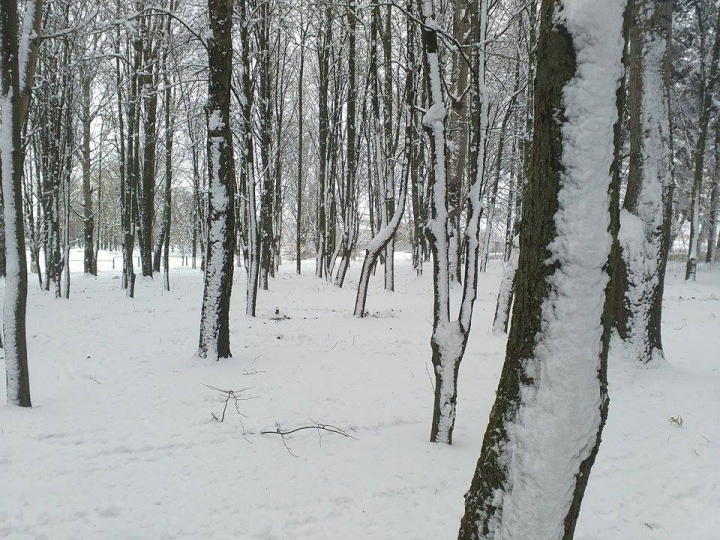 NINGE CA ÎN POVESTE! Iarna a creat UN PEISAJ SPECTACULOS la Briceni (GALERIE FOTO)