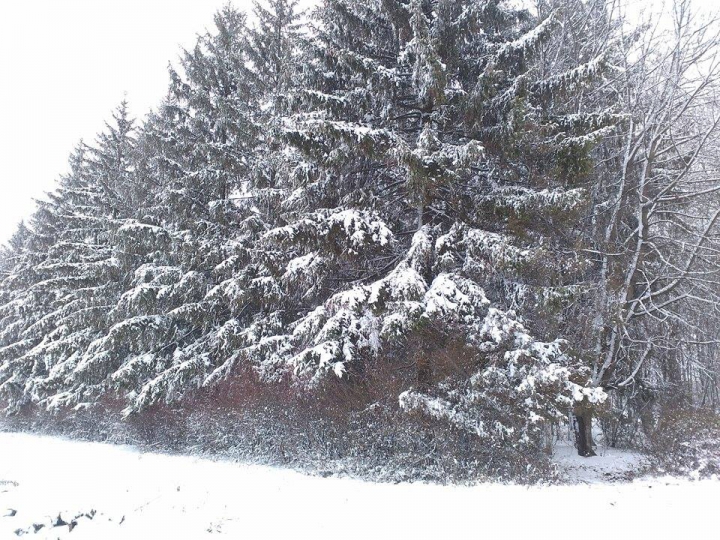 NINGE CA ÎN POVESTE! Iarna a creat UN PEISAJ SPECTACULOS la Briceni (GALERIE FOTO)