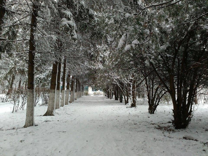 NINGE CA ÎN POVESTE! Iarna a creat UN PEISAJ SPECTACULOS la Briceni (GALERIE FOTO)