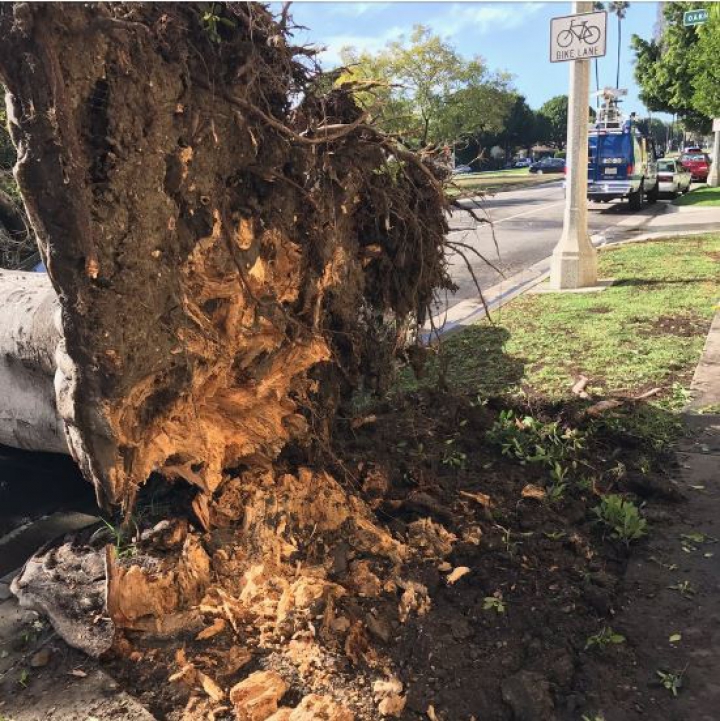 TRAGEDIE la o nuntă din California! E groaznic ce s-a întâmplat cu oaspeții în timp ce își făceau fotografii (FOTO)