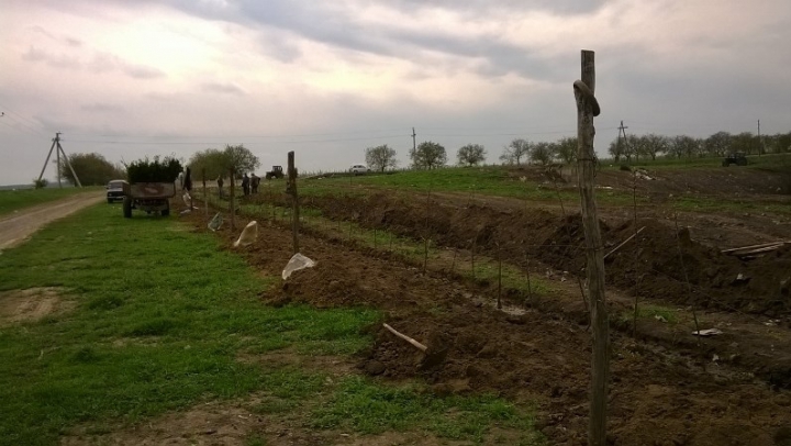 Exemplu demn de urmat. Gunoiștea din satul Taraclia, transformată în pădure (FOTO)