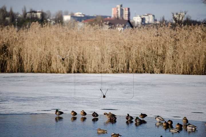 AVERTISMENT: Gheaţa de pe lacuri este periculoasă. Nu lăsaţi copiii fără supraveghere (FOTOREPORT)