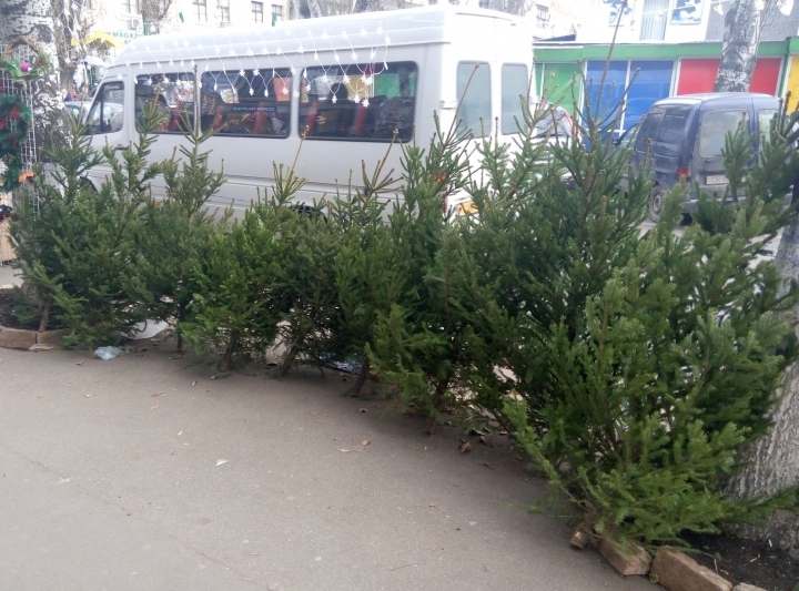 Frumoşi şi arătoşi! Brazii naturali au apărut deja în pieţe. Care este preţul pomilor de Crăciun (FOTO)