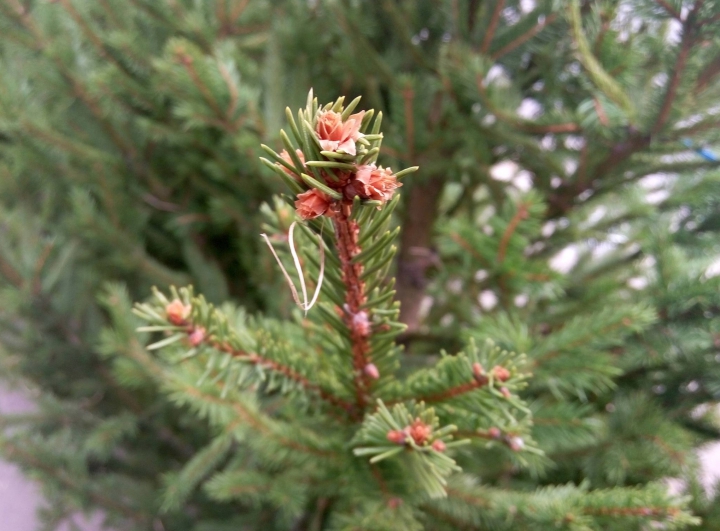 Frumoşi şi arătoşi! Brazii naturali au apărut deja în pieţe. Care este preţul pomilor de Crăciun (FOTO)