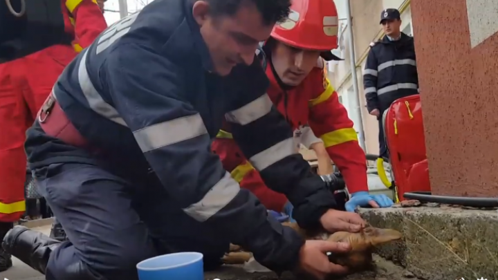 ÎŢI VA TOPI INIMA! Pompierul care a salvat un căţeluş dintr-un incendiu, ÎN LACRIMI. Motivul este uluitor