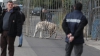 PANICĂ în Palermo! Un tigru alb a fugit dintr-un circ ambulant şi se plimba nestingherit pe străzi
