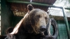 Decizie BIZARĂ luată de Slovenia. Guvernul a autorizat vânarea a 93 de urși bruni și opt lupi 