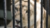 Interpol introduce un nou program pentru COMBATEREA TRAFICULUI de animale sălbatice