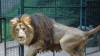 A început recensământul anual la grădina zoologică din Londra. Îngrijitorii numără animalele