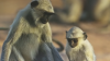SCENE EMOŢIONANTE! Reacția unor maimuțe la "moartea" unui pui robotizat (VIDEO)