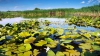 Rezervația biosferei "Prutul de Jos" din raionul Cahul ar putea intra în patrimoniul UNESCO