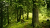 Veşti bune! Suprafaţa pădurilor virgine din România este în creştere