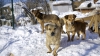 Zăpada cu gust de jambon i-a înnebunit pe câinii din localitatea slovenă Sezana