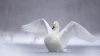 Imagini de poveste: Un stol de lebede, surprinse pe lacul Ghidighici (VIDEO)