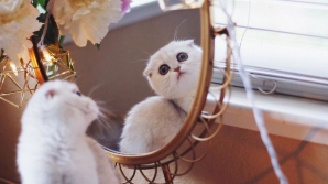 ADORABIL! Maisey, cea mai ruşinoasă pisică din lume (FOTO)