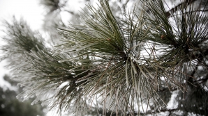 METEO 25 ianuarie 2017. În unele regiuni ale ţării va ninge slab