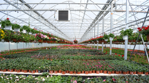 Afacere PROFITABILĂ! Povestea unei familii care și-a transformat pasiunea într-o ocupație de succes