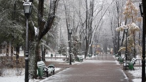 Reacția chișinăuienilor la defrișarea arborilor din centrul Capitalei. Ce spun autoritățile