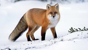 Vulpile terorizează gospodării din Moldova. Localitatea în care au făcut ravagii