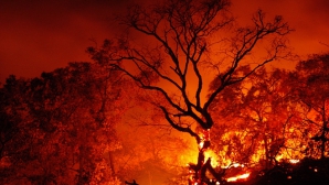 Incendiile de pădure continuă să facă PRĂPĂD în Chile: Șase oameni au murit