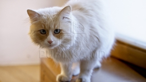 O femeie a murit la doar 10 zile după ce a fost mușcată de o pisică