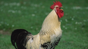 Cum alegem un cocoș bun de sămânță, nu doar pentru zeamă. Ce zic specialiștii