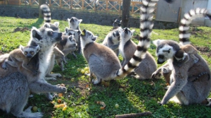 CANICULĂ în Australia. Animalele de la ZOO din Sydney au primit cuburi de gheaţă