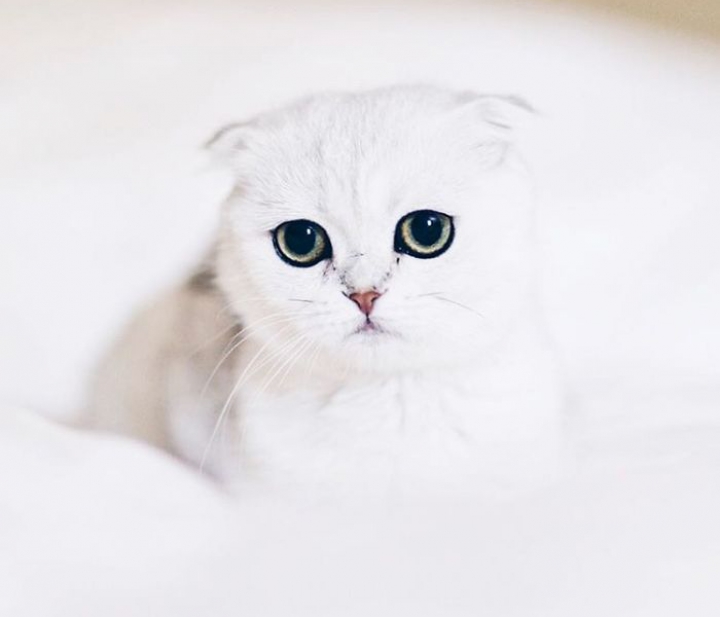 ADORABIL! Maisey, cea mai ruşinoasă pisică din lume (FOTO)