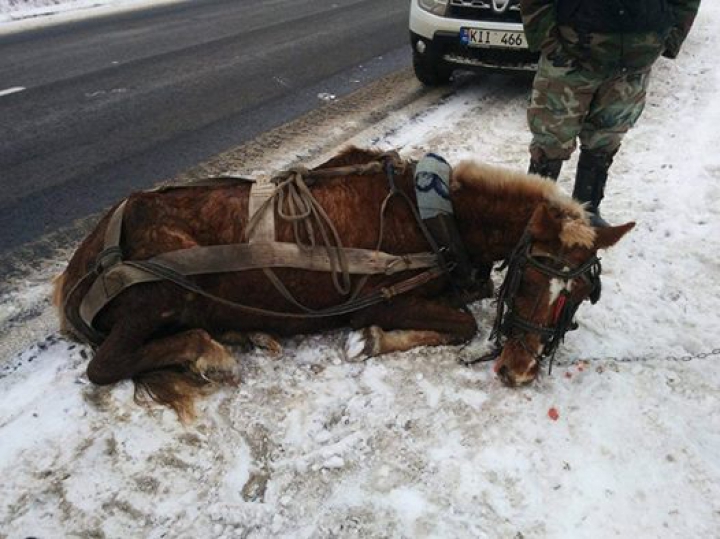 CRUZIME FĂRĂ MARGINI la Cimișlia! Un cal, ucis cu bestialitate de propriul stăpân (FOTO 18+)