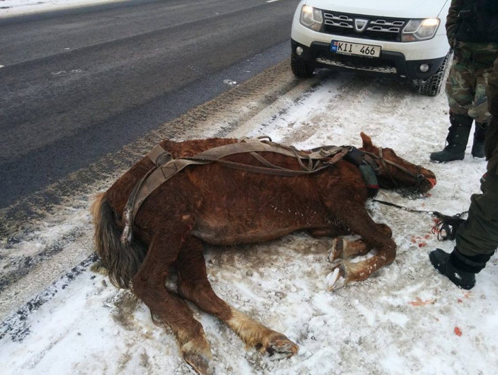 CRUZIME FĂRĂ MARGINI la Cimișlia! Un cal, ucis cu bestialitate de propriul stăpân (FOTO 18+)