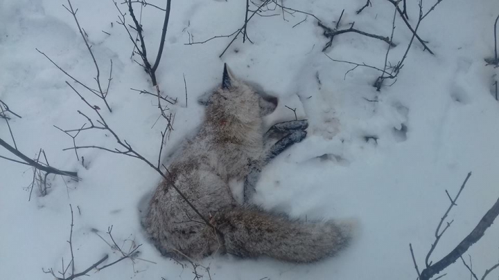 INUMAN! Câţiva "vânători" de la Donduşeni au împuşcat vulpi, apoi şi-au bătut joc de ele (FOTO +18)