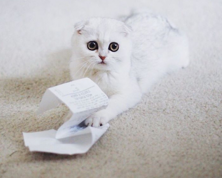 ADORABIL! Maisey, cea mai ruşinoasă pisică din lume (FOTO)