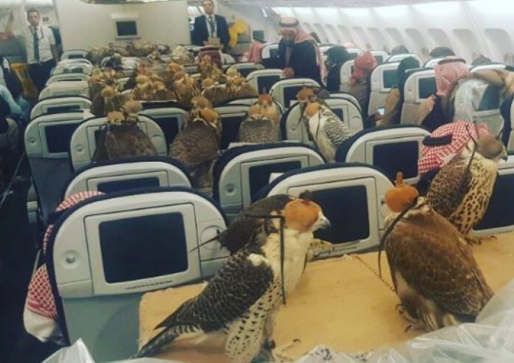 Un pasager și-a luat toate animalele de companie cu el în avion. IMAGINEA E ULUITOARE