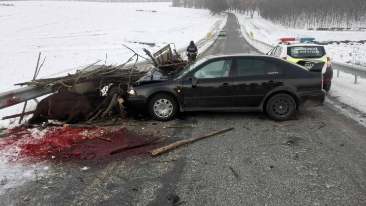 ACCIDENT TERIBIL la Dondușeni: Un automobil Skoda a intrat într-o căruță (FOTO)
