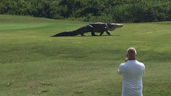 Godzilla există şi trăieşte în Florida! MONSTRUL URIAŞ a fost filmat de turişti (VIDEO)