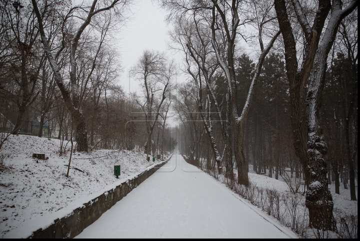 VISCOL PUTERNIC şi NINGE! Iarna a pus stăpânire pe ţară! Cum se circulă în Capitală şi ce spun meteorologii