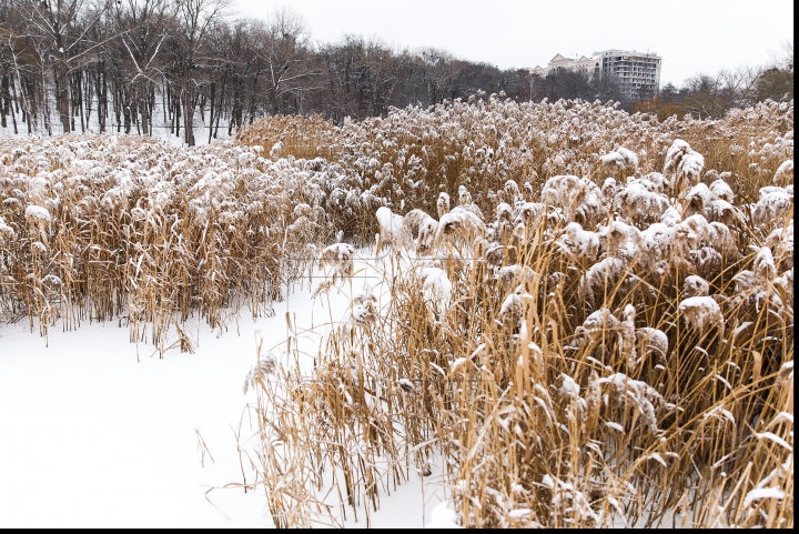 VISCOL PUTERNIC şi NINGE! Iarna a pus stăpânire pe ţară! Cum se circulă în Capitală şi ce spun meteorologii