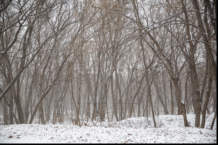 VISCOL PUTERNIC şi NINGE! Iarna a pus stăpânire pe ţară! Cum se circulă în Capitală şi ce spun meteorologii