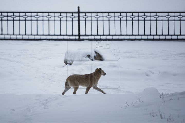 COD GALBEN de NINSORI PUTERNICE în Chișinău. Cum a arătat Capitala înzăpezită (FOTO)