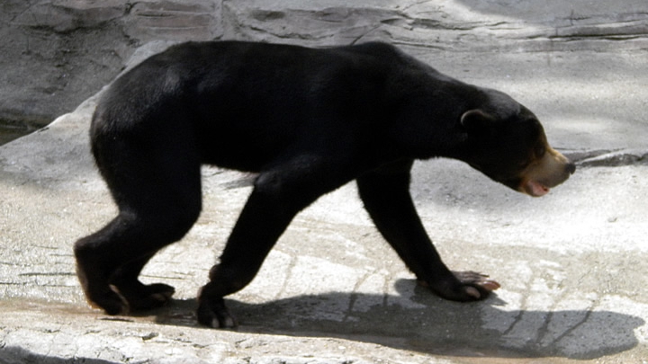 CRUZIME FĂRĂ MARGINI! Condiţiile în care sunt ţinuţi nişte urşi la o gradină Zoo (VIDEO)