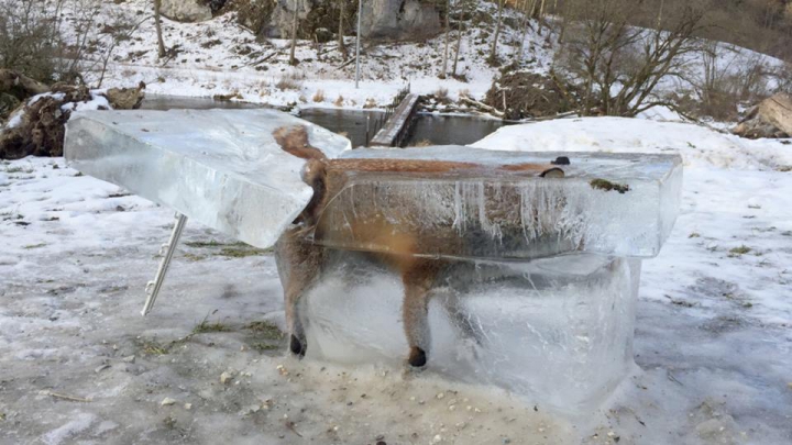 Pare IREAL! O vulpe a fost găsită DEGERATĂ într-un cub de gheață (GALERIE FOTO)