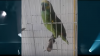 Papagalul vedetă. Cântă mai bine decât Rihanna (VIDEO)