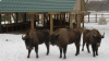 Animalele din rezervația "Pădurea Domnească", ajutate de îngrijitori să treacă iarna 