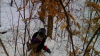 Imagini ŞOCANTE într-o pădure din România. Mai multe caprioare se zbat în lațuri puse de braconieri (VIDEO)