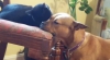 Prietenie inedită între un cățel și o pisică! Cum se alintă cei doi (VIDEO)