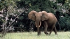 Populațiile de elefanți de pădure din Africa centrală, reduse cu aproape 80% de braconieri