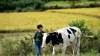 O echipă de cercetători chinezi a anunțat obținerea unor vaci rezistente la tuberculoza bovină