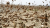 Invazie de lăcuste în China. Insectele distrug tot ce este verde în calea lor